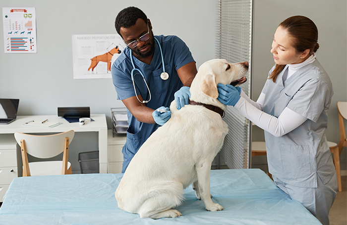 Dog at vet on table